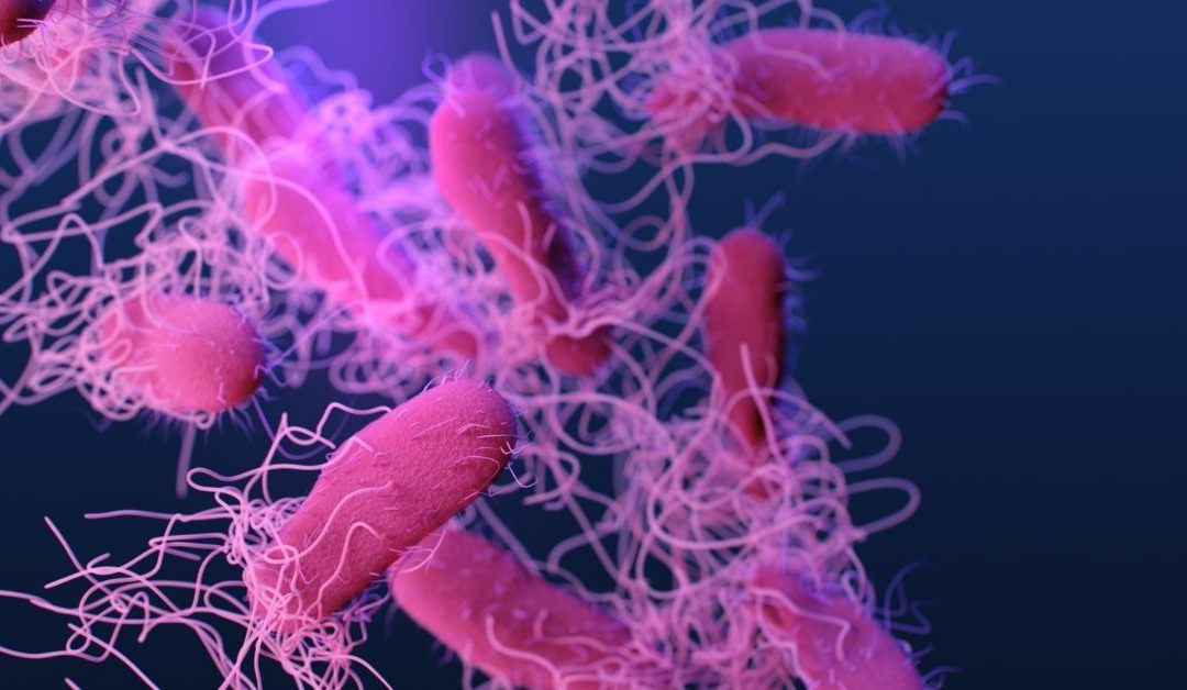 ini-3-bakteri-makanan-yang-menyebabkan-infeksi