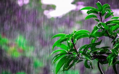 Alert! These are 4 Diseases During the Rainy Season