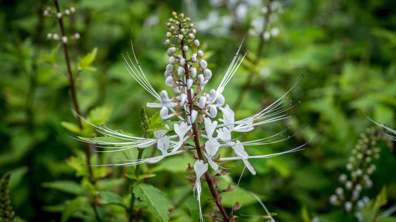 Cara mengatasi kencing batu tanaman kumis kucing Mandira Distra Distributor Obat Pedagang Besar Farmasi